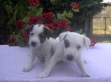 Chien de race Jack Russell femelle à vendre