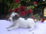 Chien de race Jack Russell femelle à vendre