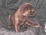 Chien de race Labrador Retriever femelle à vendre