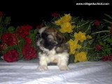 Chien de race Shih Tzu femelle à vendre