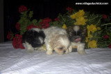 Chien de race Shih Tzu femelle à vendre