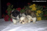 Chien de race Shih Tzu femelle à vendre