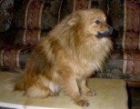 Chien de race Spitz Allemand femelle à vendre