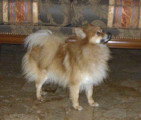Chien de race Spitz Allemand femelle à vendre