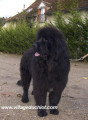 Chien de race Terre-Neuve femelle à vendre