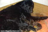 Chien de race Terre-Neuve femelle à vendre