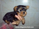 Chien de race Yorkshire Terrier Femelle à vendre