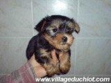 Chien de race Yorkshire Terrier Femelle à vendre