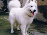 Chiot de race Samoyède femelle à vendre