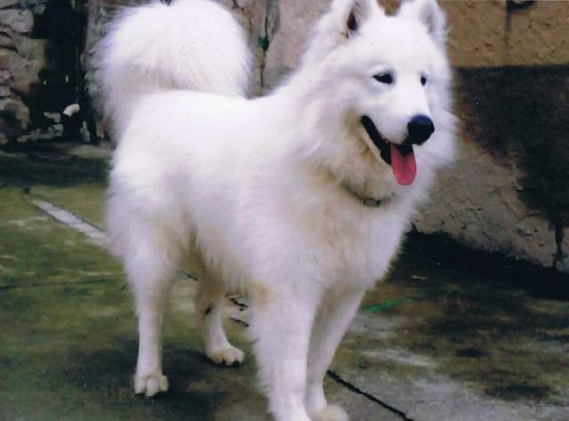 Chiot de race Samoyède femelle à vendre