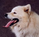 Chiot de race Samoyède femelle à vendre