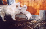 Chiot de race Samoyède femelle à vendre