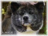 De race Akita Inu disponible pour saillie