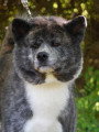 De race Akita Inu disponible pour saillie