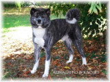 De race Akita Inu disponible pour saillie