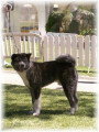 De race Akita Inu disponible pour saillie