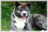 De race Akita Inu disponible pour saillie