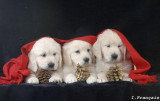 Chien de race Golden Retriever femelle à vendre