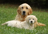 Chien de race Golden Retriever femelle à vendre
