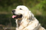Chien de race Golden Retriever femelle à vendre