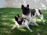 De race Bouledogue Français disponible pour saillie