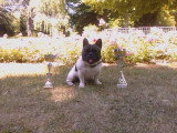 De race Bouledogue Français disponible pour saillie