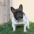 De race Bouledogue Français disponible pour saillie