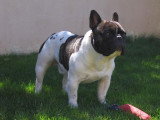 De race Bouledogue Français disponible pour saillie