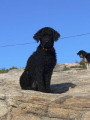 Chiots de race Chien d'Eau Portugais à vendre (3 femelles & 3 mâles)