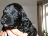 Chiots de race Chien d'Eau Portugais à vendre (3 femelles & 3 mâles)