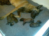 Chiots de race Berger Belge Malinois à vendre (2 femelles & 2 mâles)