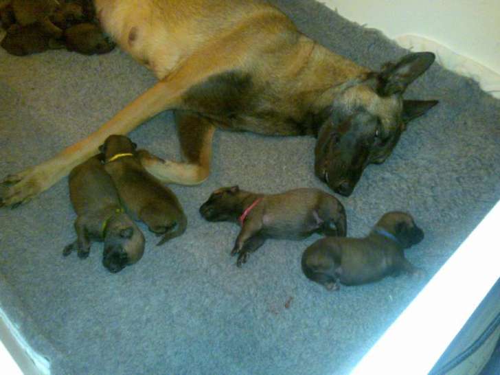 Chiots de race Berger Belge Malinois à vendre (2 femelles & 2 mâles)
