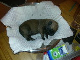 Chiots de race Berger Belge Malinois à vendre (2 femelles & 2 mâles)