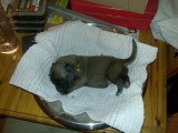 Chiots de race Berger Belge Malinois à vendre (2 femelles & 2 mâles)