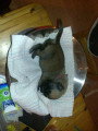 Chiots de race Berger Belge Malinois à vendre (2 femelles & 2 mâles)