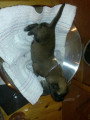Chiots de race Berger Belge Malinois à vendre (2 femelles & 2 mâles)