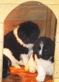 Chiots de race Terre-Neuve à vendre (4 femelles & 4 mâles)