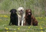 Chien de race Labrador Retriever femelle à vendre