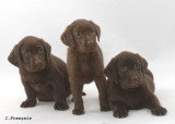 Chien de race Labrador Retriever femelle à vendre