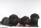 Chien de race Labrador Retriever femelle à vendre