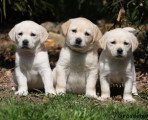 Chien de race Labrador Retriever femelle à vendre
