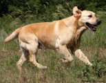 Chien de race Labrador Retriever femelle à vendre