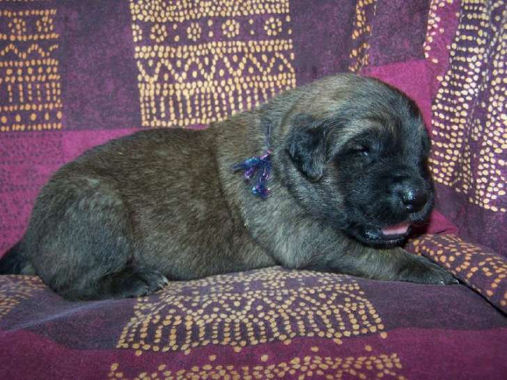 Chiots de race Leonberg à vendre (7 femelles & 7 mâles)
