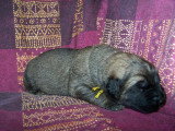 Chiots de race Leonberg à vendre (7 femelles & 7 mâles)