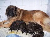 Chiots de race Leonberg à vendre (7 femelles & 7 mâles)