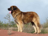 Chiots de race Leonberg à vendre (7 femelles & 7 mâles)