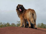 Chiots de race Leonberg à vendre (7 femelles & 7 mâles)