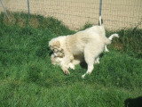 Chiots de race Chien de Montagne des Pyrénées à vendre (1 femelle & 1 mâle)
