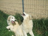Chiots de race Chien de Montagne des Pyrénées à vendre (1 femelle & 1 mâle)