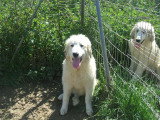 Chiots de race Chien de Montagne des Pyrénées à vendre (1 femelle & 1 mâle)